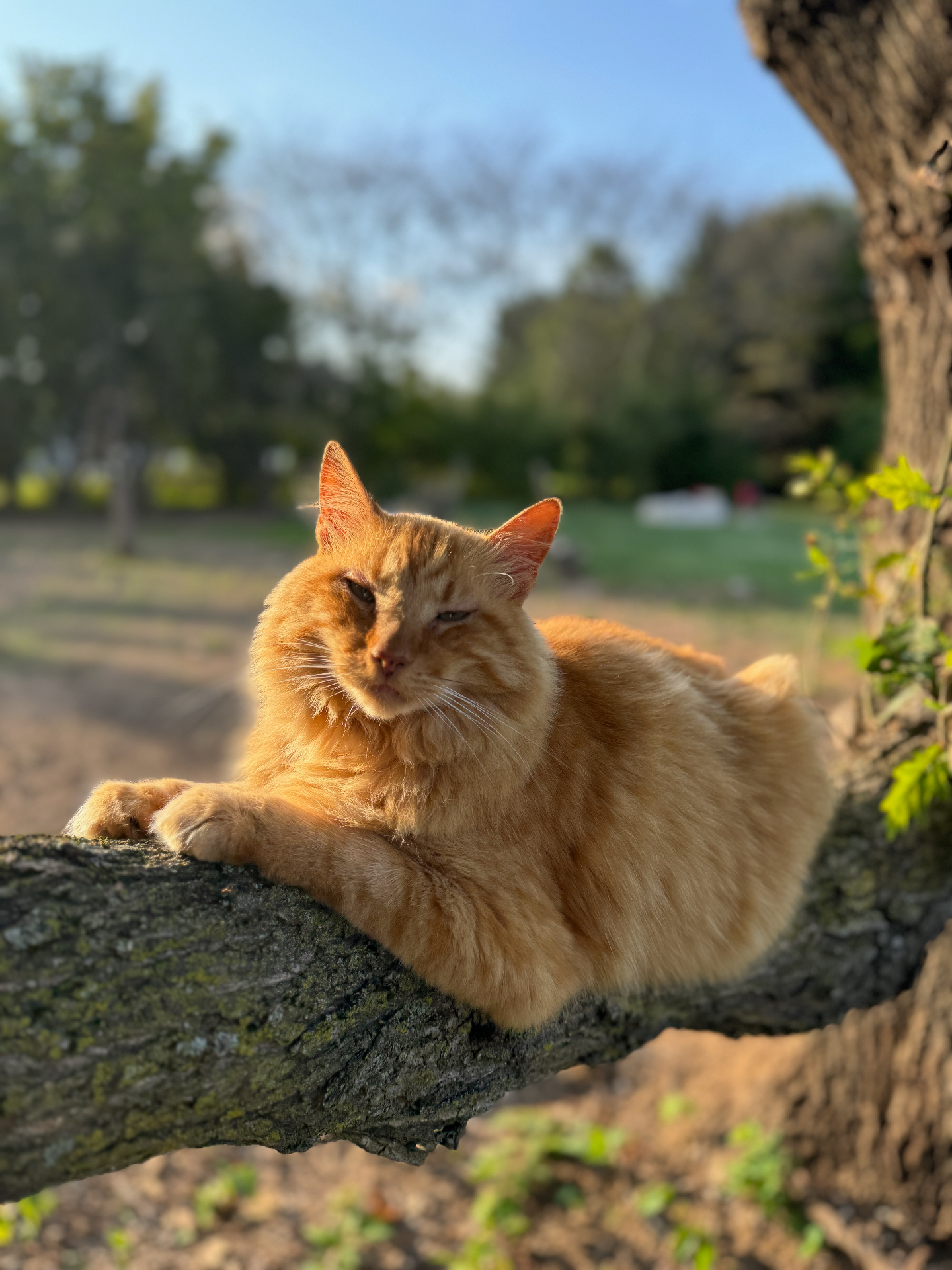 Nacho — Senior Comfort Consultant