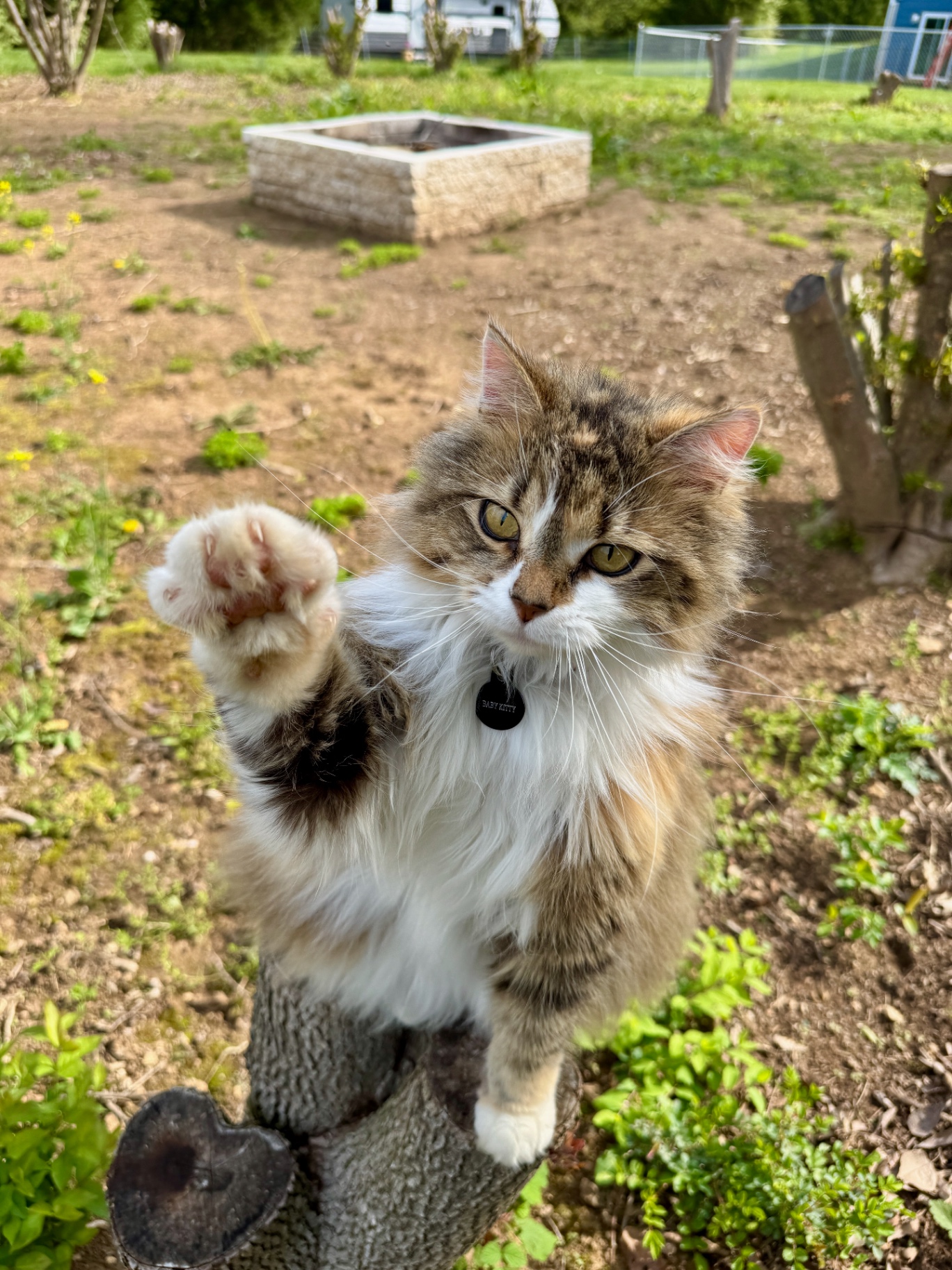 Baby Kitty — Assistant Garden Supervisor